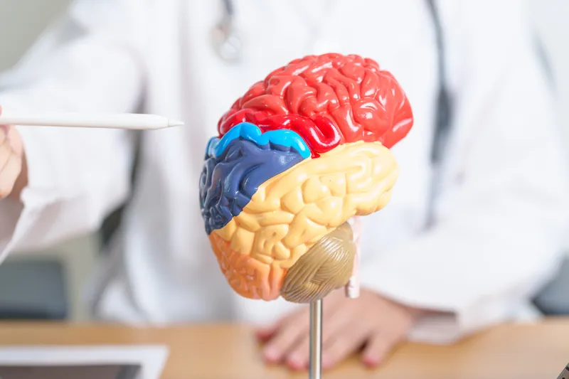 Modelo anatômico do cérebro em uma demonstração médica